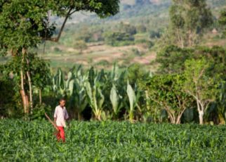ADDIS ABABA, Ethiopia--Information technology is being utilised more than ever to improve agriculture in East Africa.