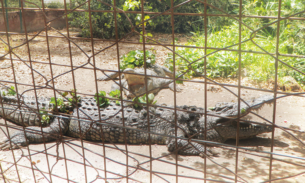 A treat for the senses at the Snake Park, Arusha - East African Business Week - Vimarsana News